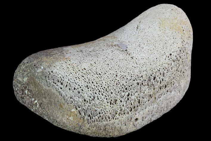 Hadrosaur Foot Bone - Alberta (Disposition #-) #100520